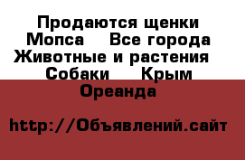 Продаются щенки Мопса. - Все города Животные и растения » Собаки   . Крым,Ореанда